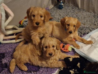 Labradoodle dogs - Advert 3