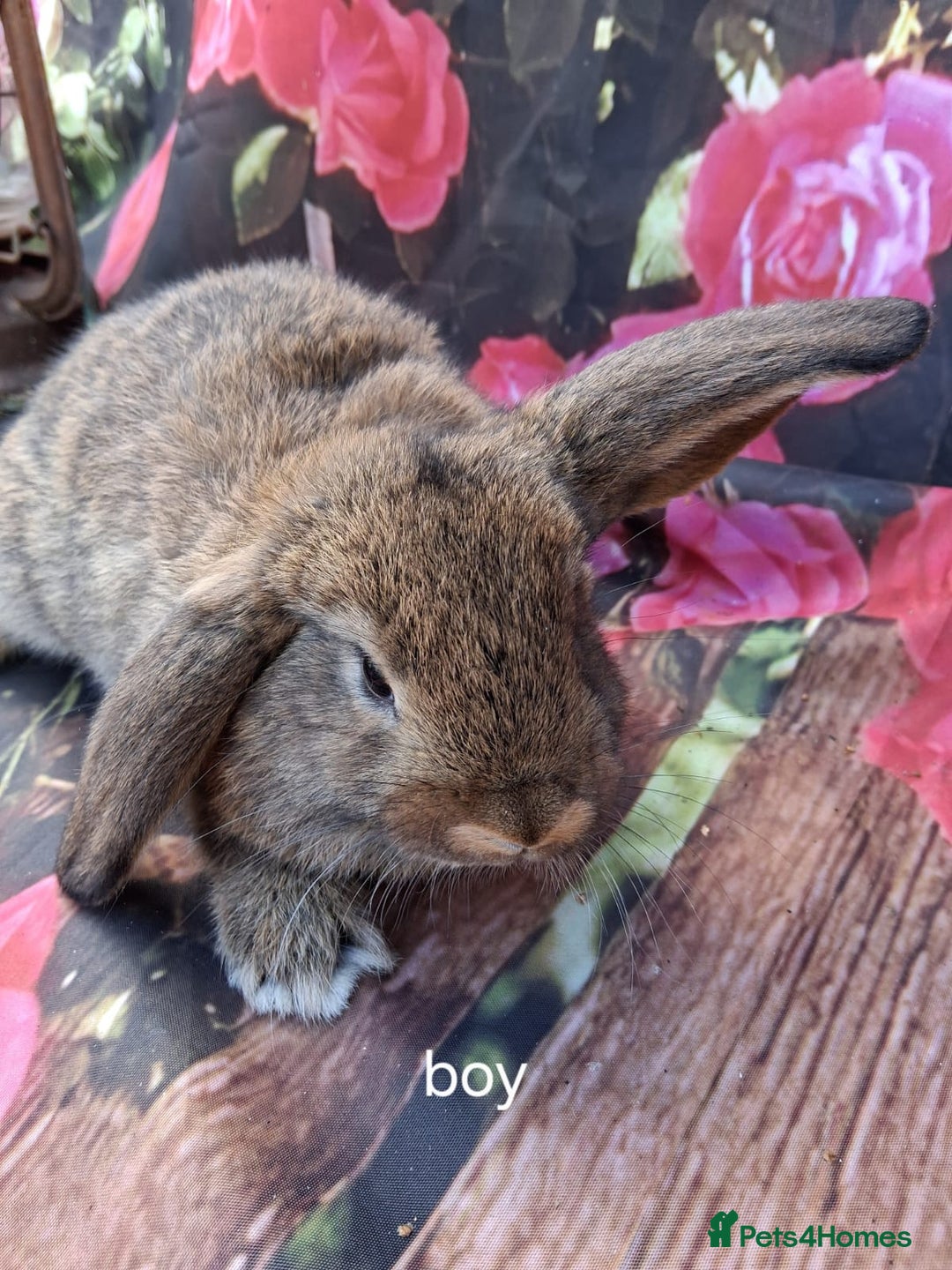Mixed Breed rabbits for sale: Lop eared rabbit - Image 2
