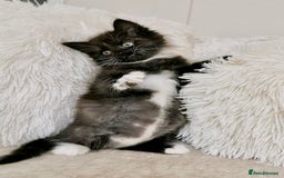 Mixed Breed cats for sale: Ragdoll X Maine Coon Kittens - Image 9