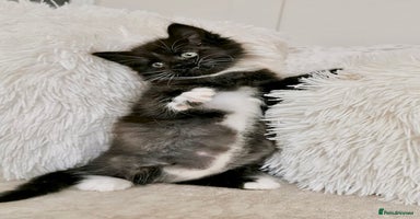 Mixed Breed cats - Advert 15