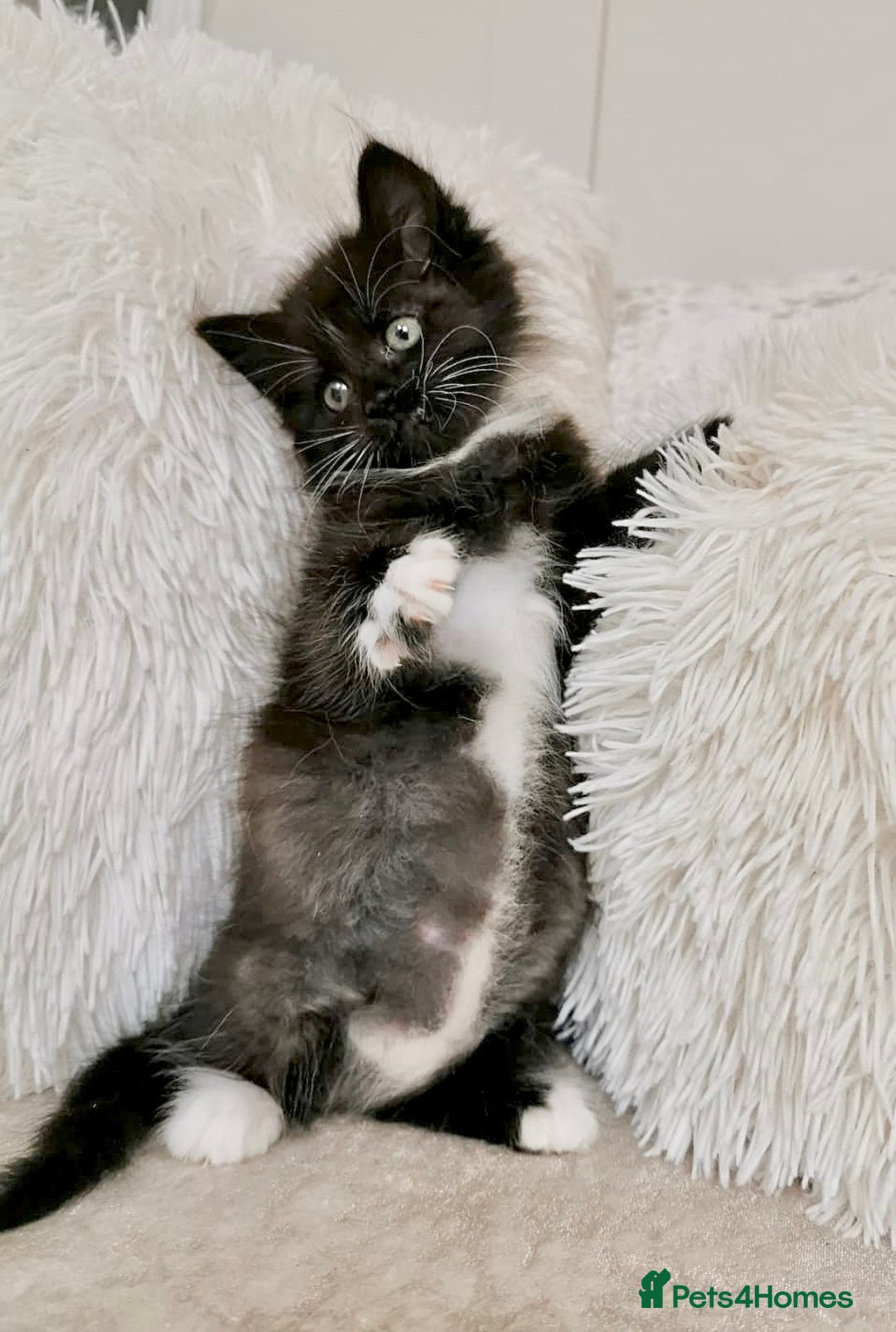 Mixed Breed cats for sale: Ragdoll X Maine Coon Kittens - Image 9