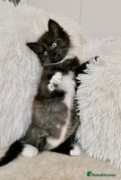 Mixed Breed cats - Advert 15