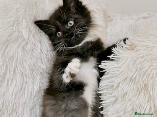 Mixed Breed cats - Advert 1