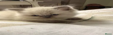 Princess truffle 
