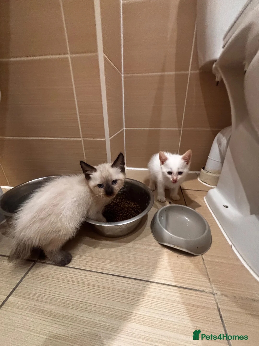 Mixed Breed cats for sale: Beautiful Siamese cross ragdoll kittens - Advert 3
