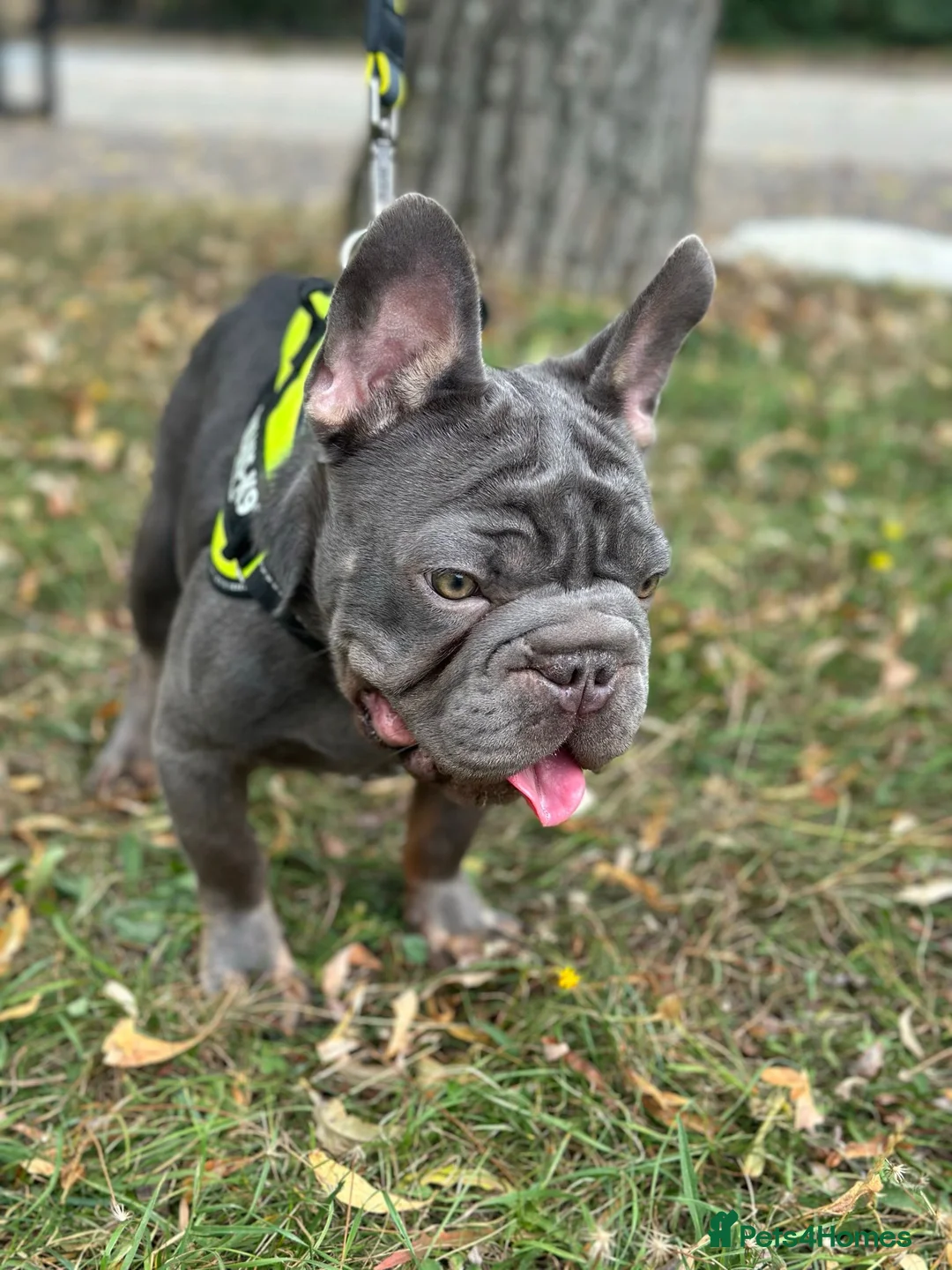 French Bulldog dogs for stud: Lilac testable fluffy frenchie French bulldog stud in Basildon - Advert 2