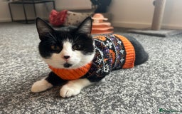 Mixed Breed cats for sale: Aurora £30 with cat carrier and some toys  - Image 7