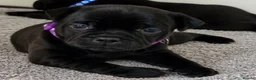 Staffordshire Bull Terrier dogs for sale: Last girl left Kassius Staffordshire bull terrier - Advert 21