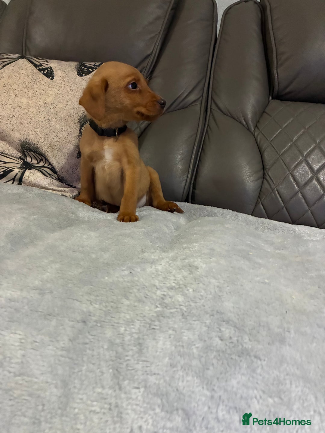 Labrador Retriever dogs for sale: 9 kc Labrador pups 1 boy available  - Advert 5