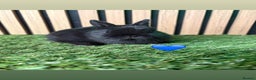Netherland Dwarf rabbits for sale: 3 Black self Netherland Dwarf babies for sale - Advert 4