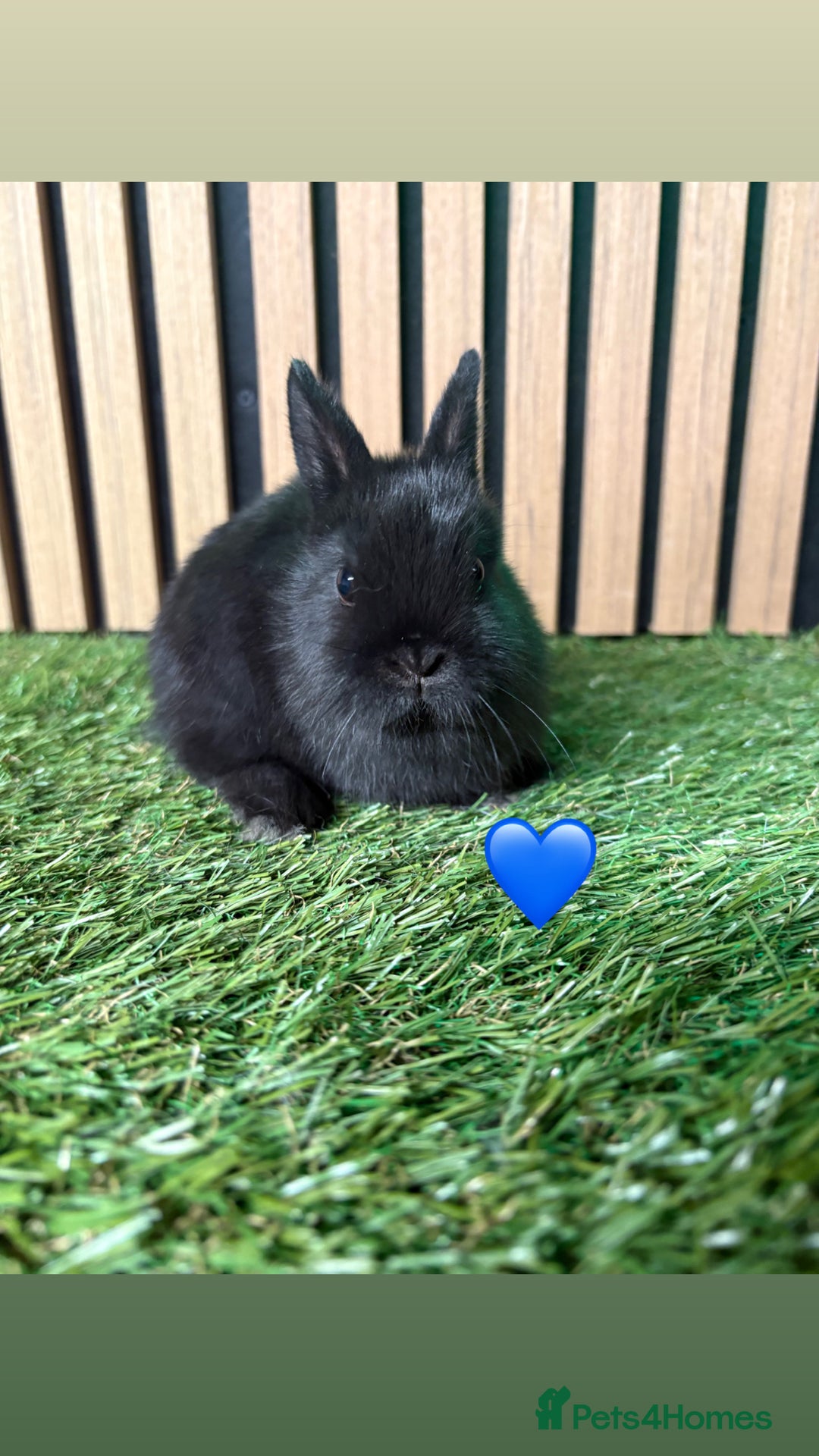 Netherland Dwarf rabbits for sale: 3 Black self Netherland Dwarf babies for sale - Advert 4