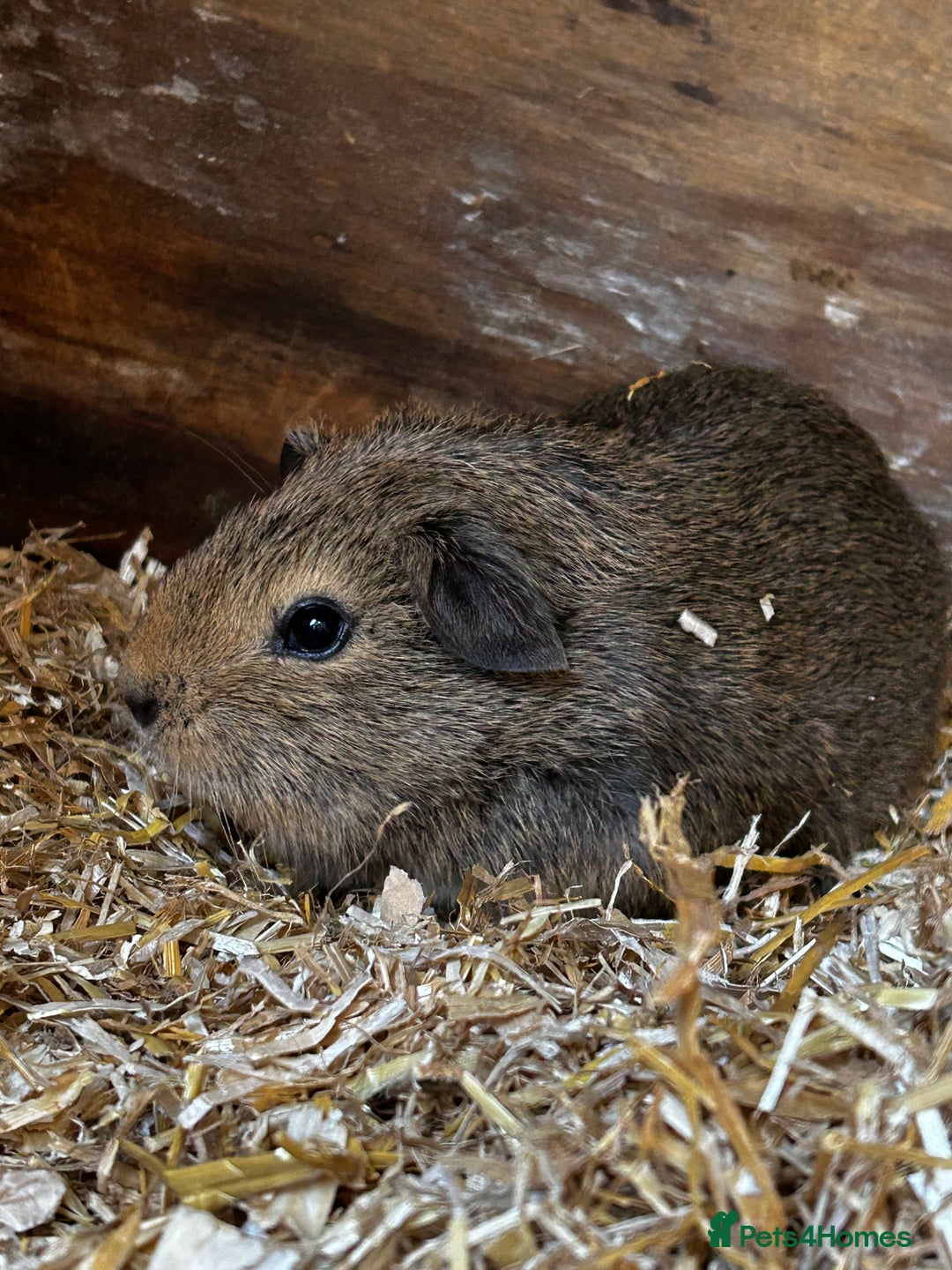 Guinea Pig rodents for sale: Guinea pigs babies looking for their forever homes - Advert 2