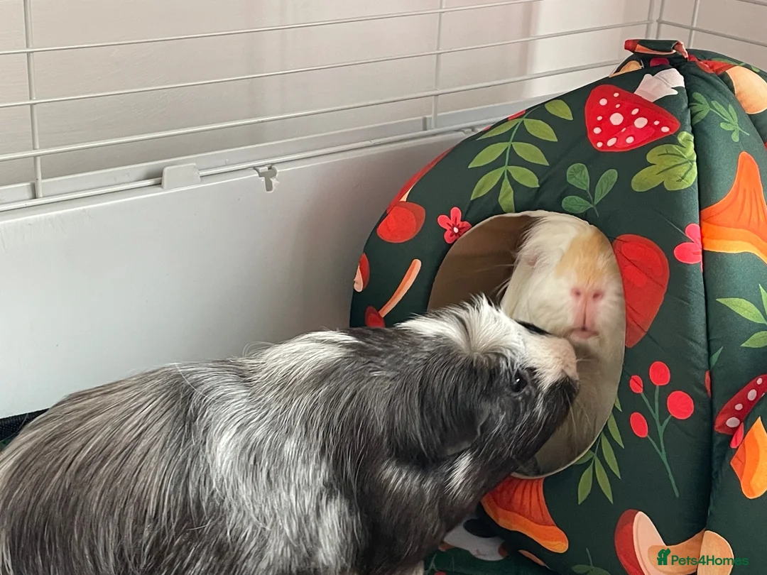 Guinea Pig rodents for sale: Pair of Bonded Male Guinea Pigs(withCage&Supplies) in Johnstone - Advert 2