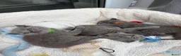 British Shorthair cats for sale: REDUCED GCCF active, 5 gen championship BSH - Advert 4