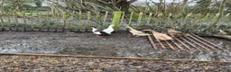 Ducks poultry for sale: 5 female ducks  in Petersfield - Advert 25