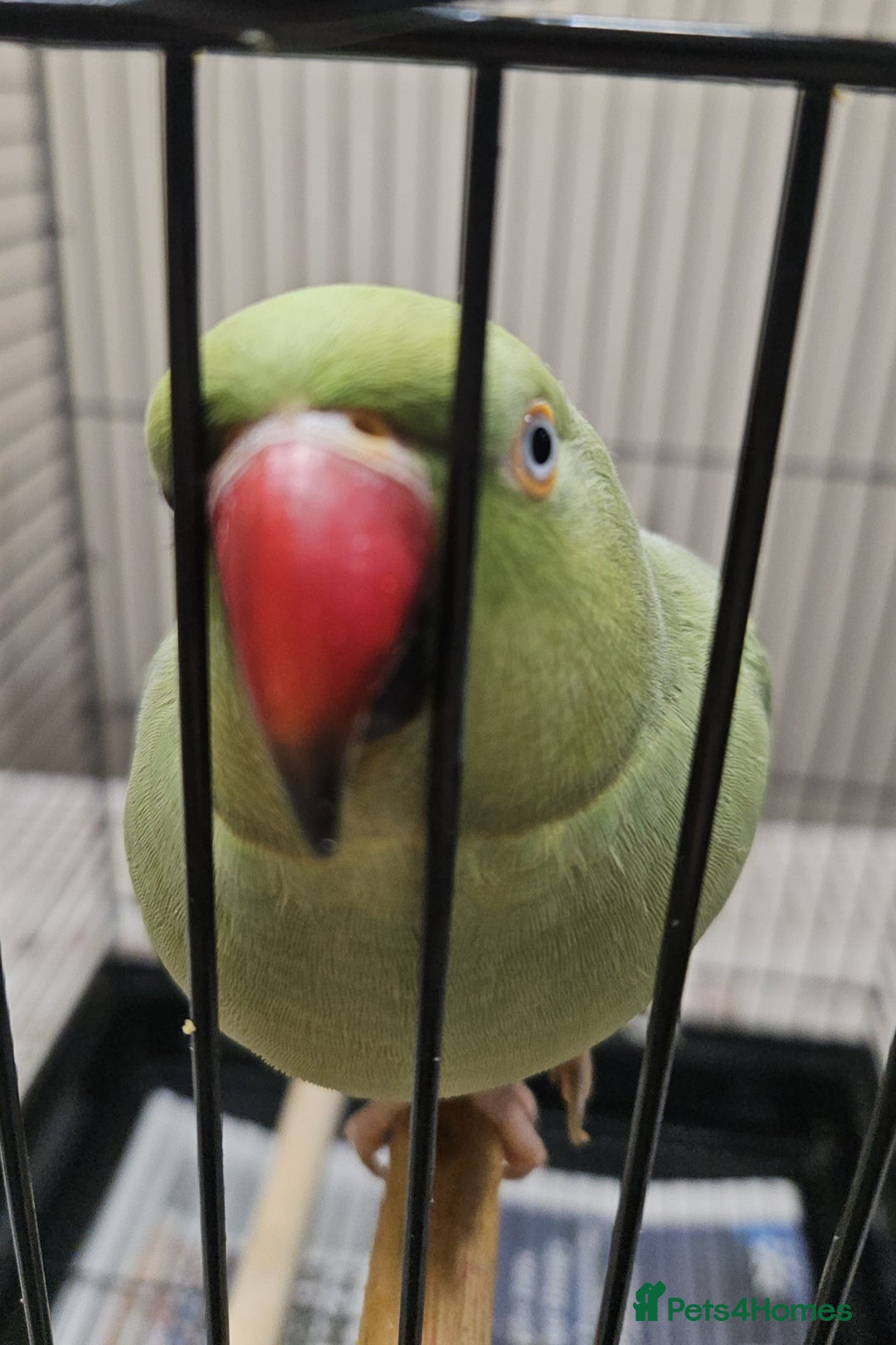 Ringnecks birds for sale: Green Indian Ringneck Parrot for rehoming - Advert 6