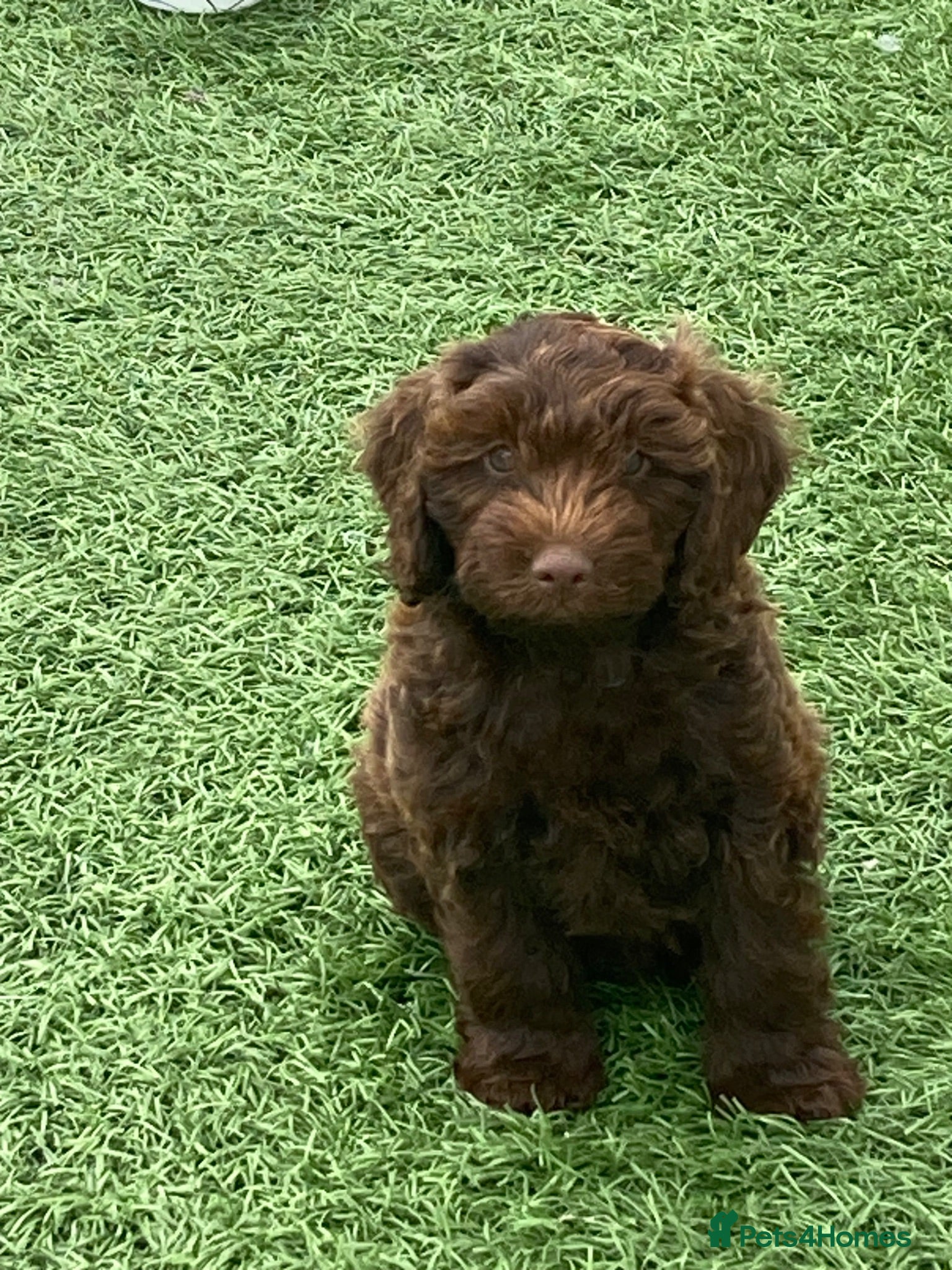 Cockapoo dogs F1 Cockapoos - Advert 12