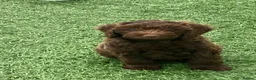Cockapoo dogs for sale: F1 Cockapoos - Advert 1