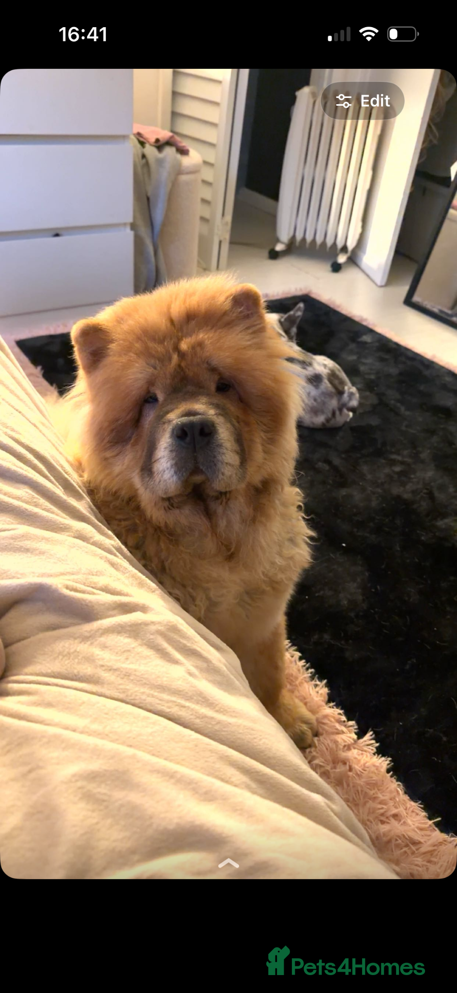 Chow Chow dogs for sale: Pedigree Chow Chow - Advert 1