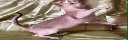 Singapura cats for sale: Rare Breed Singapura Kitten - Advert 23