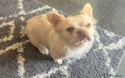 French Bulldog dogs for sale: Gorgeous fluffy Frenchie female  - Image 2