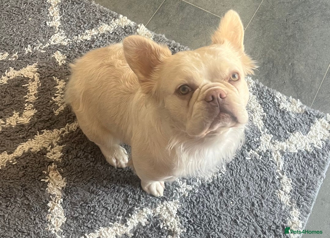 French Bulldog dogs for sale: Gorgeous fluffy Frenchie female  - Image 2