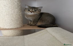 British Shorthair cats for sale: BSH Golden kittens  - Image 18