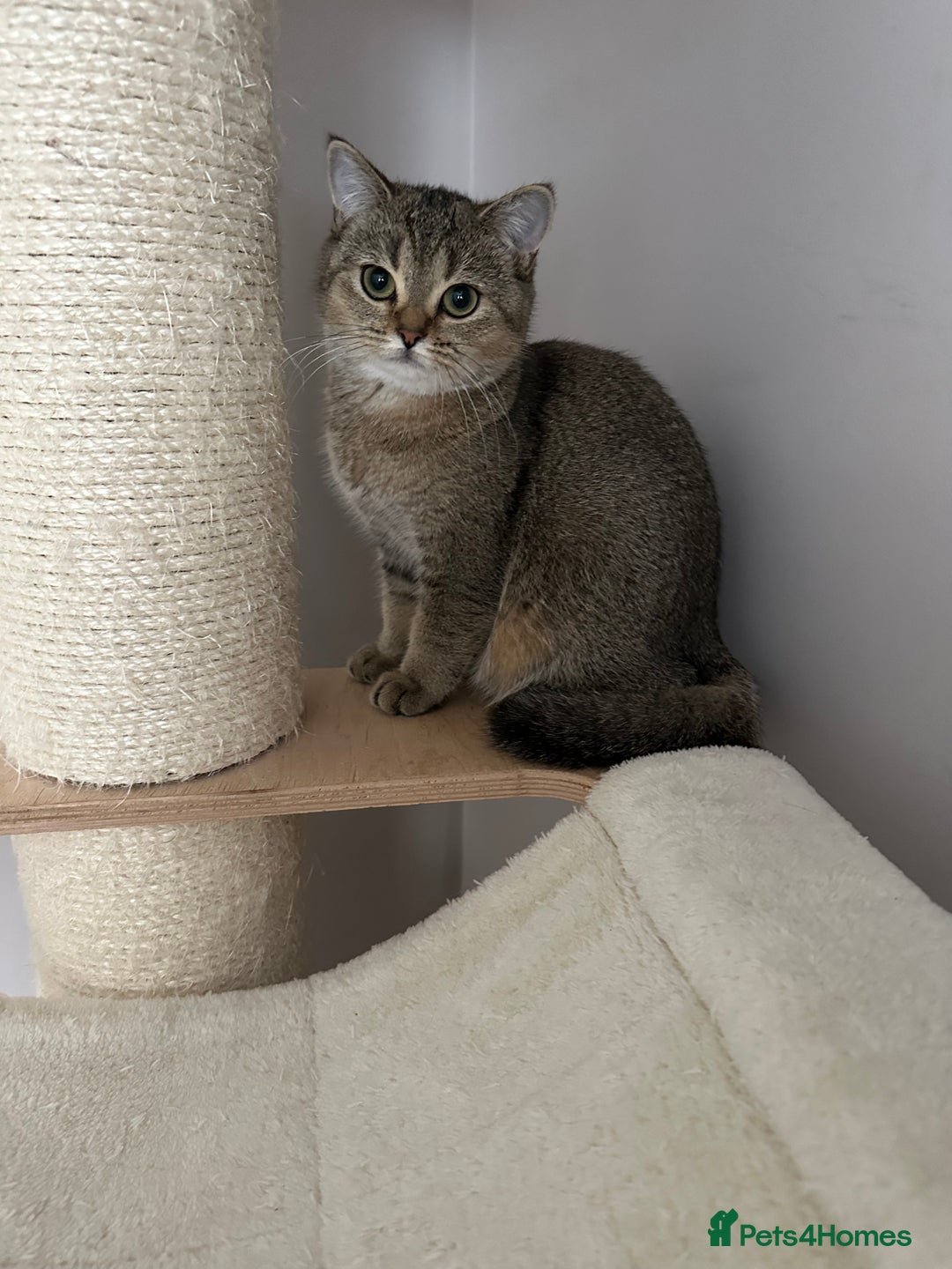 British Shorthair cats for sale: BSH Golden kittens  - Image 18