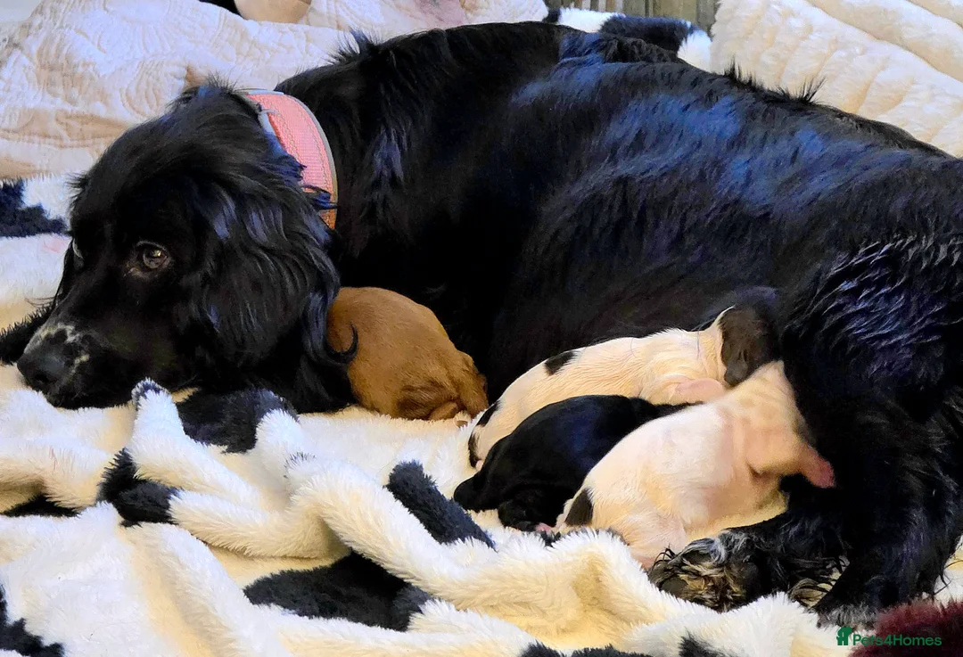 Cocker Spaniel dogs for sale: Cocker spaniel pups ready NEXT WEEK - Advert 38