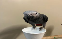 Parrots birds for sale: Hand Raised African Grey Parrots - Image 4