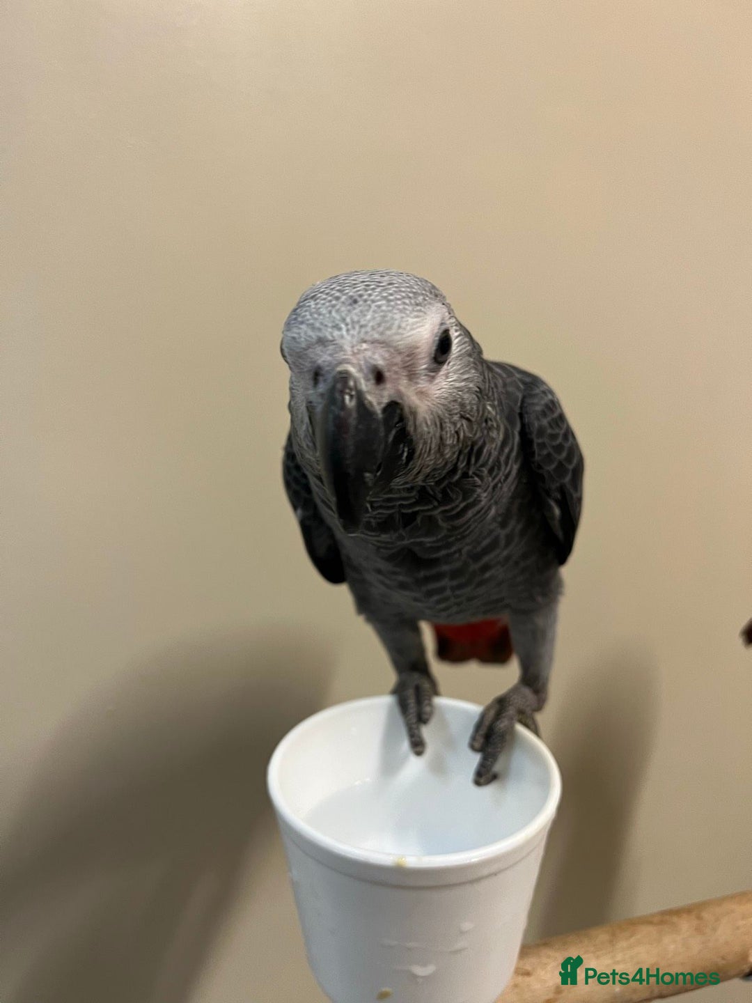 Parrots birds for sale: Hand Raised African Grey Parrots - Image 4