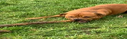 Staffordshire Bull Terrier dogs for stud: For stud- Red Staffordshire bull terrier in Telford - Advert 7
