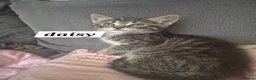 Norwegian Forest Cat cats for sale: Norwegian forest mixed  - Advert 5