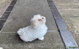 Maltese dogs for sale: Beautiful Korean Maltese 🤍🐶 - Image 8