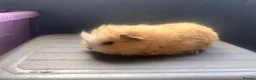 Guinea Pig rodents for sale: Bonded Guinea pig boars  - Advert 6