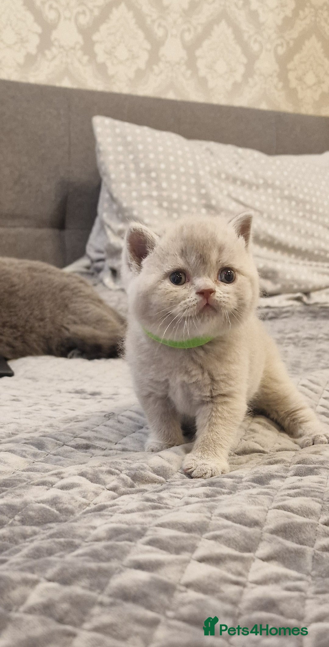 British Shorthair cats for sale: British Shorthair Lilac kittens  - Image 6