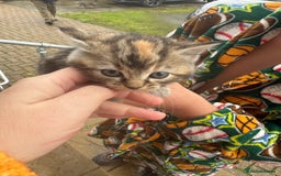 Mixed Breed cats for sale: 1 rare ginger female 3 ginger toms 1 female tabby  - Image 4