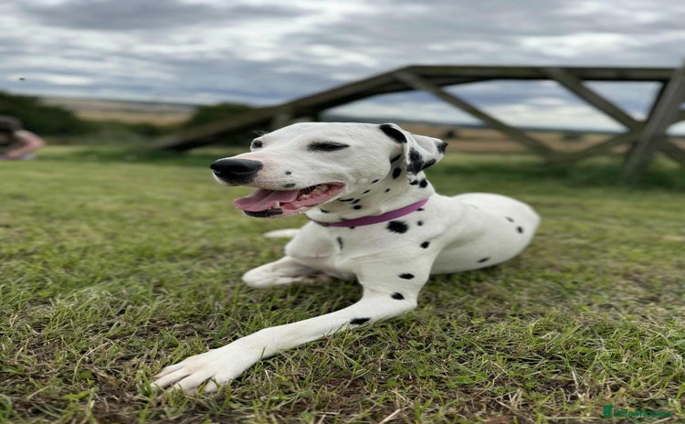 Dalmatian dogs - Advert 8