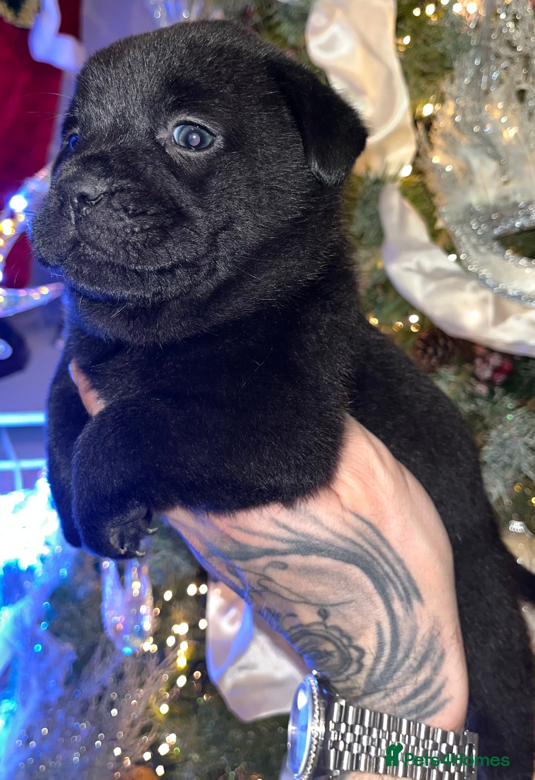 Mixed Breed dogs for sale: 5 frow frow puppies! 😍 - Advert 3