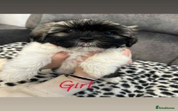 Shih Tzu dogs for sale: 🩷 Beautiful Shitzu Puppies 🩷 - Image 11