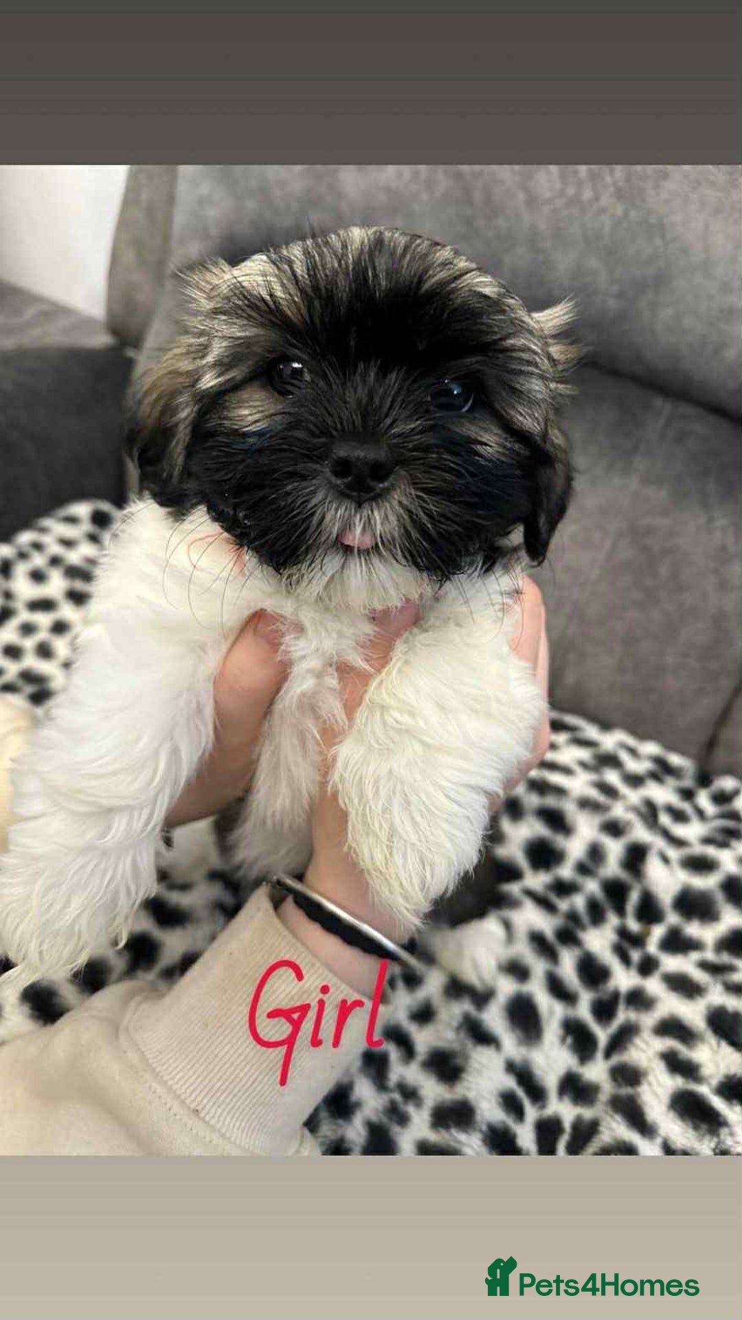 Shih Tzu dogs for sale: 🩷 Beautiful Shitzu Puppies 🩷 - Image 11