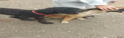 Mixed Breed dogs for sale: Rhoodle Puppies For Sale in King's Lynn - Advert 6