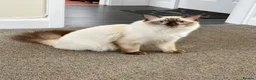 Ragdoll cats for sale: GCCF REGISTERED RAGDOLL BOY - Advert 3