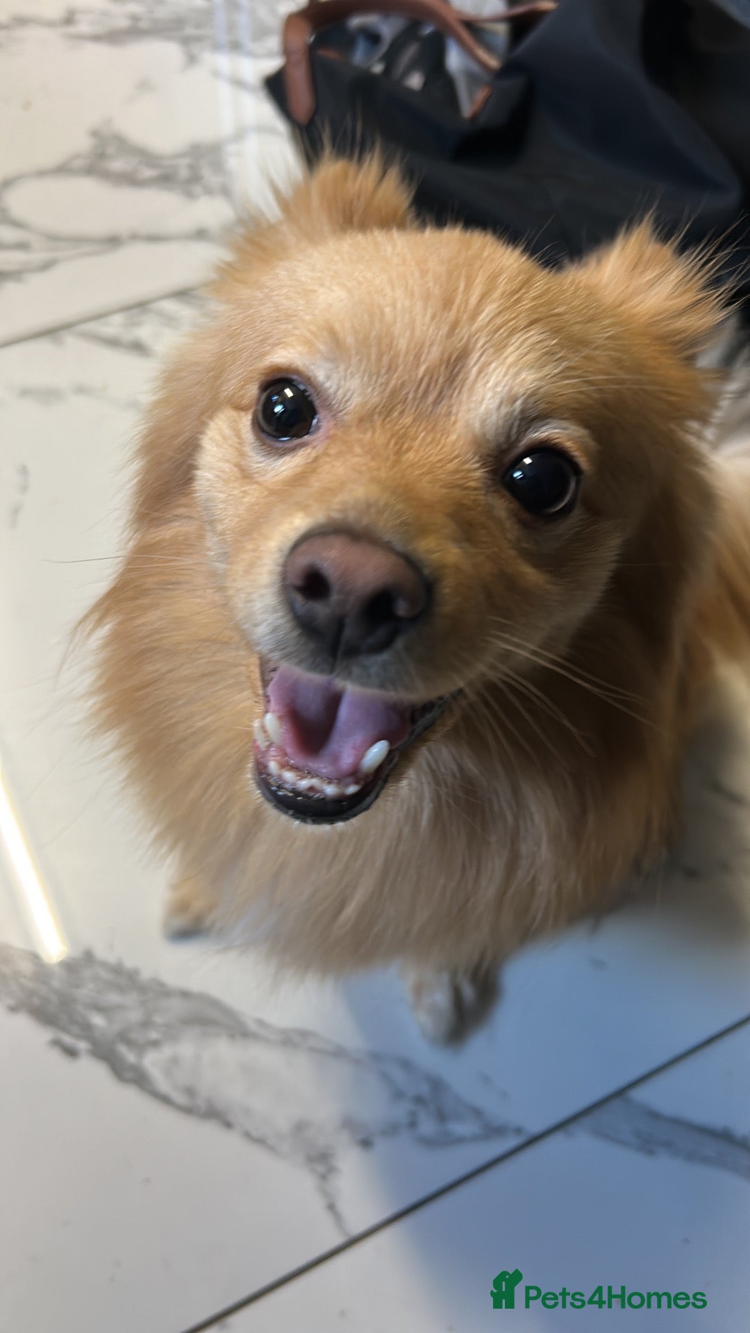Pomeranian dogs 3 year old Fox faced Pomeranian for stud  - Advert 8