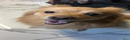 Pomeranian dogs for stud: 3 year old Fox faced Pomeranian for stud  - Advert 1