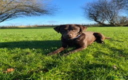 Labrador Retriever dogs for stud: Health Tested KC Registered Chocolate Labrador  in Wisbech - Image 11