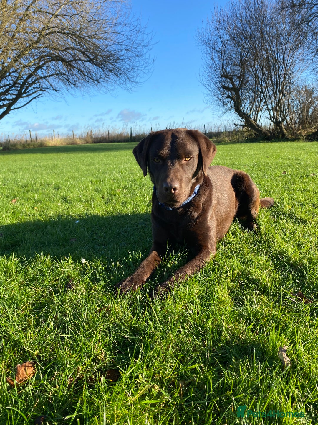 Labrador Retriever dogs for stud: Health Tested KC Registered Chocolate Labrador  in Wisbech - Image 11