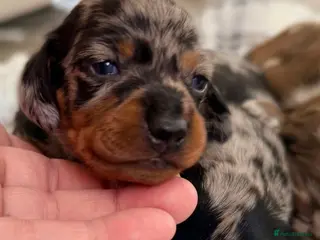 Miniature Dachshund dogs EXCEPTIONAL QUALITY KC DAPPLE GIRLS - Advert 17