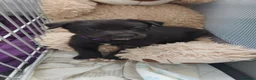 Mixed Breed dogs for sale: Last gorgeous girl looking for her forever home  - Advert 9