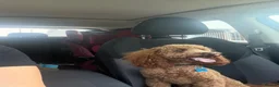 Toy Poodle dogs for stud: Handsome Red Toy Poodle Carlos for stud  - Advert 4
